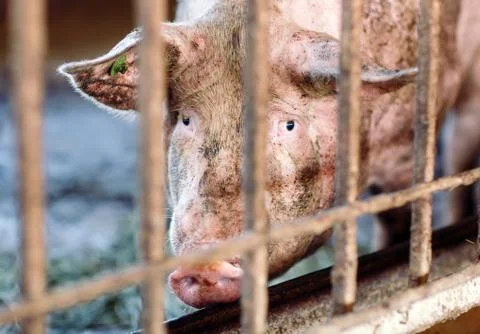 View of Inside of Big breeding pig farm. 스톡 사진