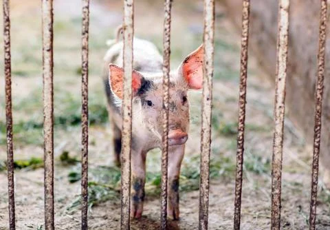 View of Inside of Big breeding pig farm. Stock Photos