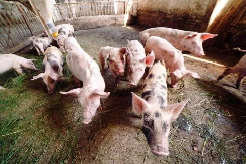 View of Inside of Big breeding pig farm. 스톡 사진