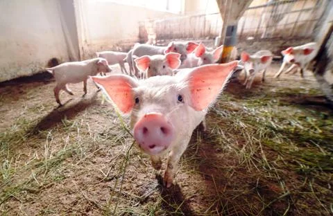 View of Inside of Big breeding pig farm. Foto stock