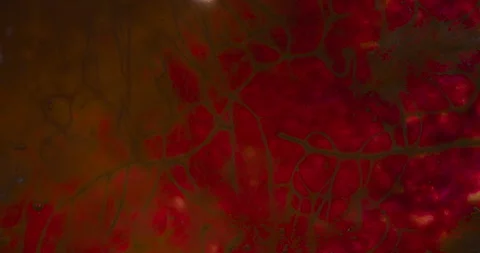 View Inside the Body 4K Stock-Footage 95074169