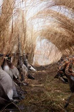 View inside the brush hide or blind of a hunt Stock Photos