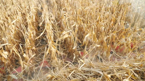 View from inside cabin of combine to yellow field and gathering ripe corn crop Stock-Footage 327938973