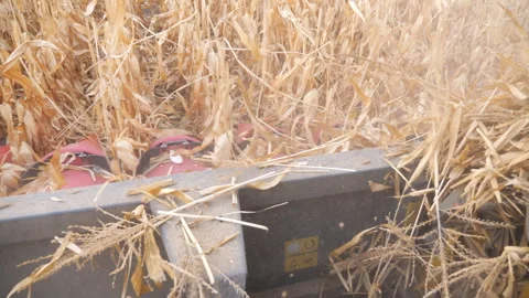 View from inside cabin of combine to yellow corn field and gathering ripe crop 库存影片 333971787