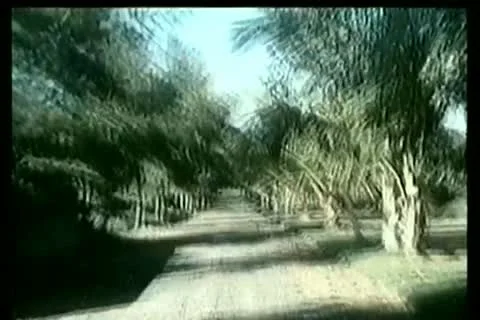 View from inside a car driving on a palm tree lined dirt road Stock Footage