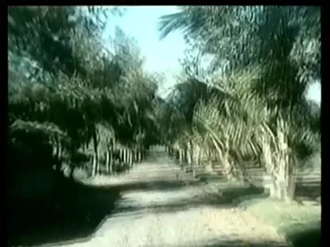 View from inside a car driving on a palm tree lined dirt road Stock Footage 260247508