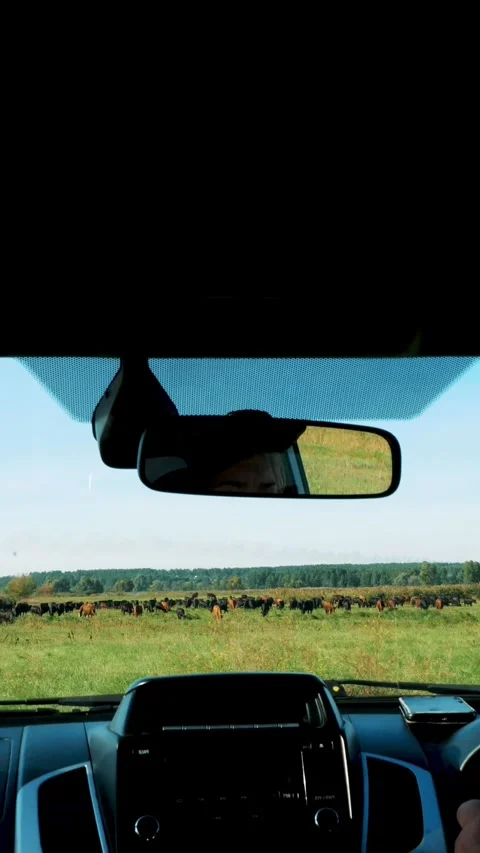 View from inside the car through the windshield. farmer rides through the green Stock Footage 313797418