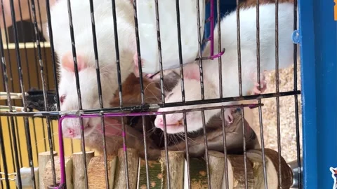 The view inside the cell. white rats in a cage Stock Footage 247314789