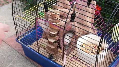 The view inside the cell. White rats in a cage outdoor. Stock Footage 250344059