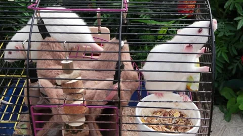 The view inside the cell. White rats in a cage outdoor. Stock Footage 250344100