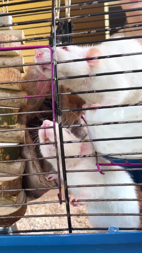 The view inside the cell. white rats in a cage 스톡 동영상 285713853