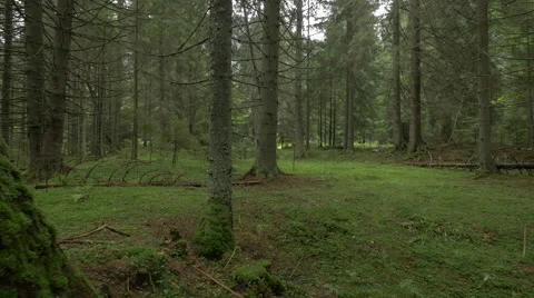 View inside a coniferous forest, Hunedoara Stock Footage 54599912