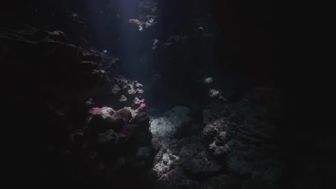 View inside coral cave with skylight Stock Footage 344132522