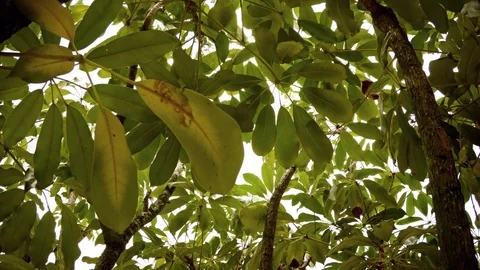 View from inside the crown of a tropical tree in the park Stock Footage 73011179