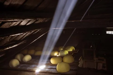 View of an inside of a dairy with racks full of forms of chees Stock Photos