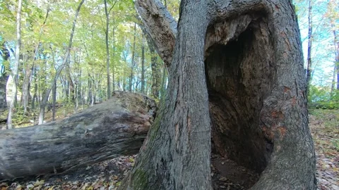 View of the inside of a dead tree trunk, with some small insects, Stock Footage 167673634