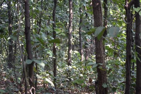 A View Inside a Dense Forest Stock Photos