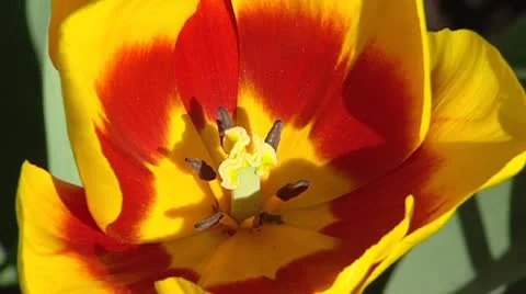 A view inside a Dutch tulip, showing the stamens and stigma Stock Footage 22362131