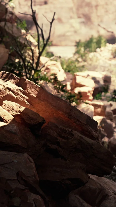 The view inside Fairy Cave with plants Stock Footage 317533491
