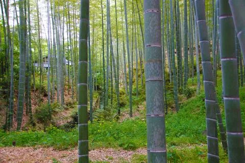 View from inside a forest of bamboo canes Stock Photos