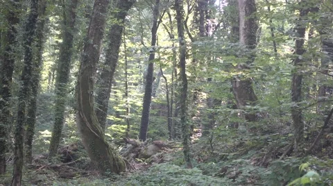 A view inside of a forest with rocks, moss, trees, ground, sticks and leaves Stock Footage 66573098