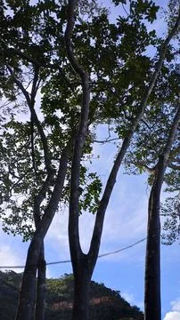 View from inside the forest from the top of Chapada do Araripe, Barbalha - Br Stock Photos