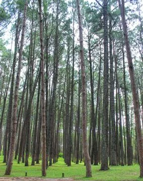 View inside of the forest on the trees Stock Photos