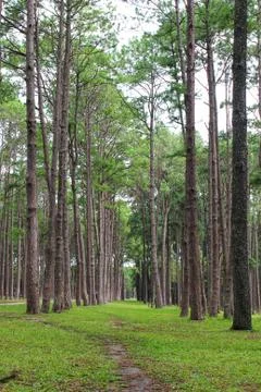 View inside of the forest on the trees Stock Photos