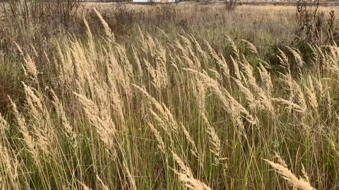 View inside the grass Stock Footage 120003512