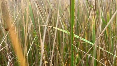 View inside the grass Stock Footage 120003877