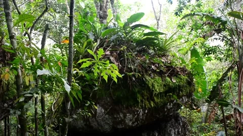 View inside a green tropical rainforest in Colombia with trees and vegetation Stock Footage 135936013