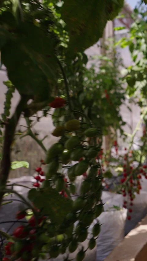 View from inside a greenhouse with cherry tomatoes Stock Footage 265494258