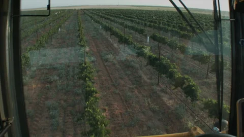 View from inside harvester going between rows of wine grapes, 4K. Stock Footage 257950581