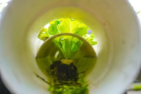 View of the inside of the hydroponic pipe. Hydroponic irrigation system. Stock Photos