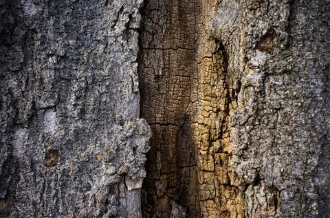 View of inside of an old tree trunk Stock Photos