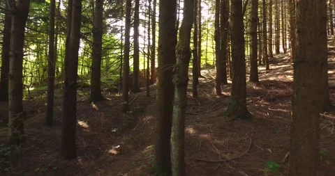 View from inside one of the woods in val d'aveto Stock Footage 156175481