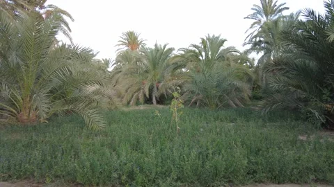 View from inside the palm forest Stock Footage