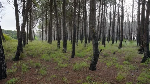 View from inside a pine forest 01 Video stock 297695515