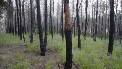 View from inside a pine forest 02 Video stock 297695846