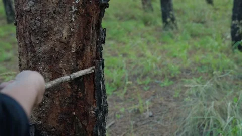 View from inside a pine forest 03 Video stock 297695511