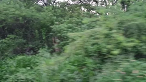A view from inside the train crossing jungle or forest area Stock Footage 340193282