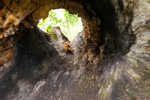 View from inside a tree hollow burl - selective focus Stock Photos