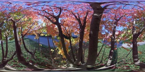View inside a Tree with Red Autumn Foliage, 360 VR Stock Footage 163893981