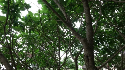 View from Inside Treetop Stock Footage 111381978