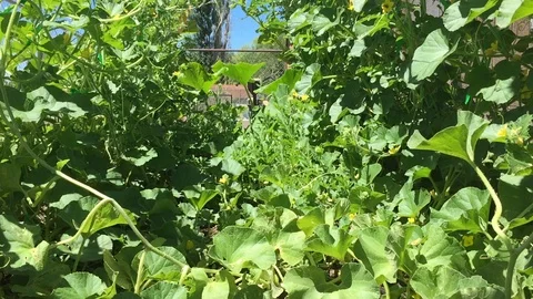 View from the inside of a trellis garden Stock Footage 93542929