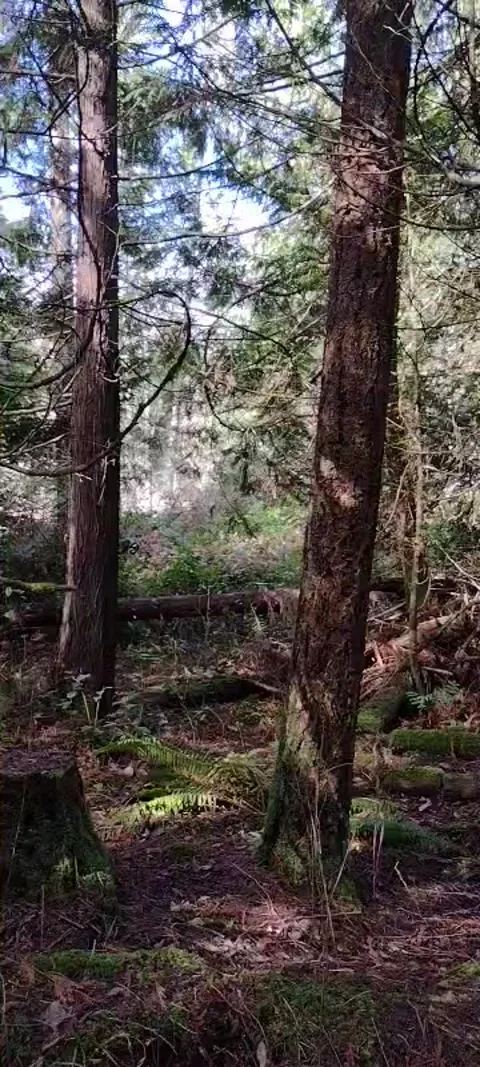 View inside wild remote forest with ferns and trees in filtered light Stock Footage 171434669