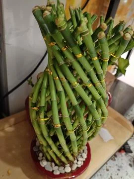 View of Intertwining mini bamboo tree trunks Stock Photos