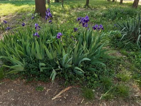 View of the Irises Stock Photos