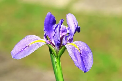 View of Iris(Flag,Gladdon,Fleur-de-lis) flower Stock Photos