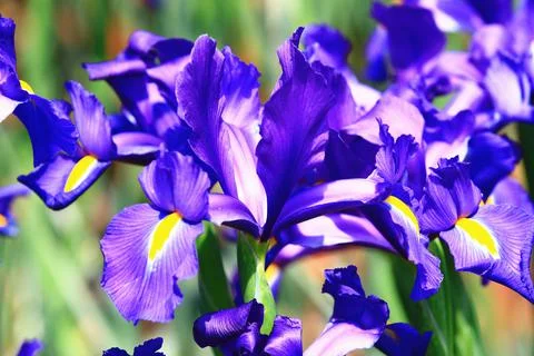 View of Iris(Flag,Gladdon,Fleur-de-lis) flowers Stock Photos